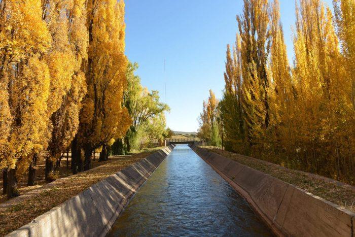 Árboles de Mendoza, testigos ¿silenciosos? de la historia hídrica de la provincia