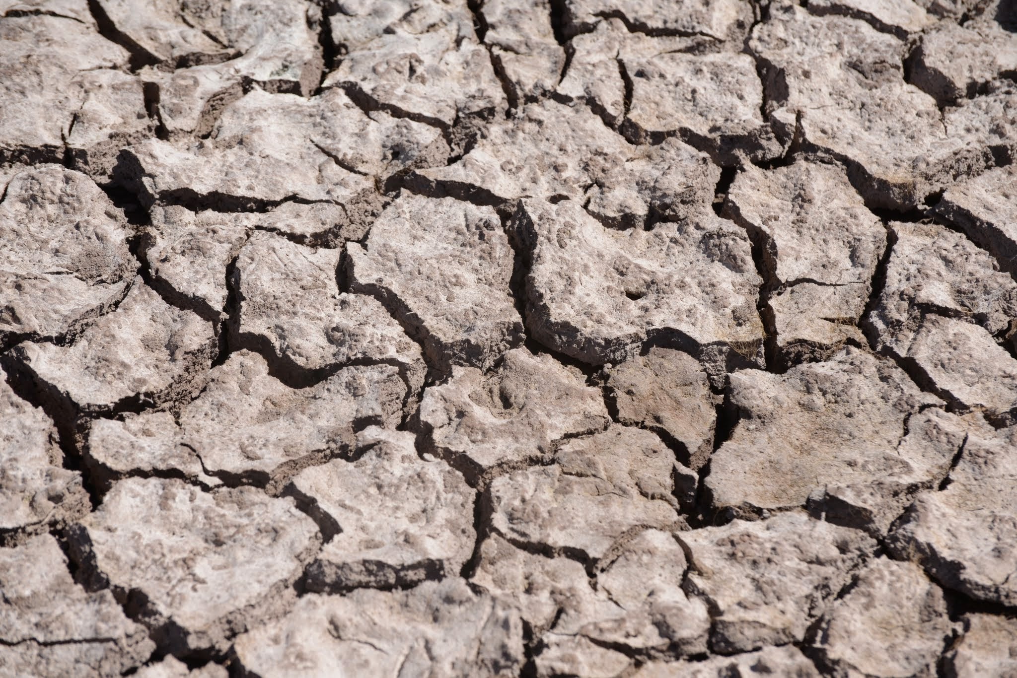 Unos 24.000 millones de toneladas de suelo fértil se pierden cada año por la desertificación